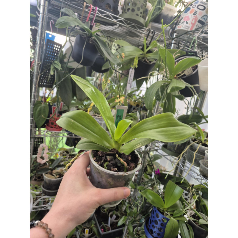 Phalaenopsis lueddemanniana
