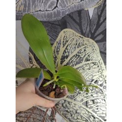 phalaenopsis speciosa x pulchra