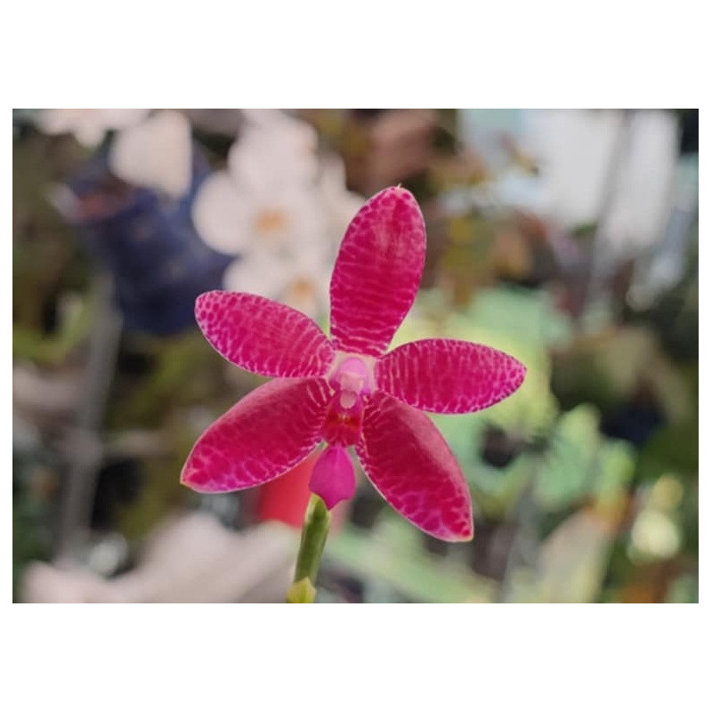 phalaenopsis maculata x violacea - Spring Rain