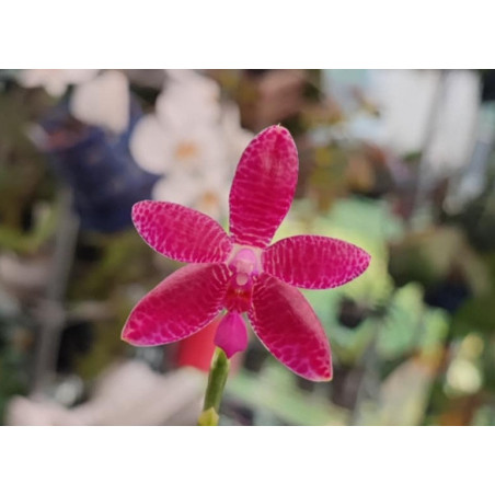 phalaenopsis maculata x violacea - Spring Rain