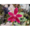 phalaenopsis maculata x violacea - Spring Rain