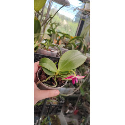 phalaenopsis maculata x violacea - Spring Rain