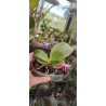 phalaenopsis maculata x violacea - Spring Rain