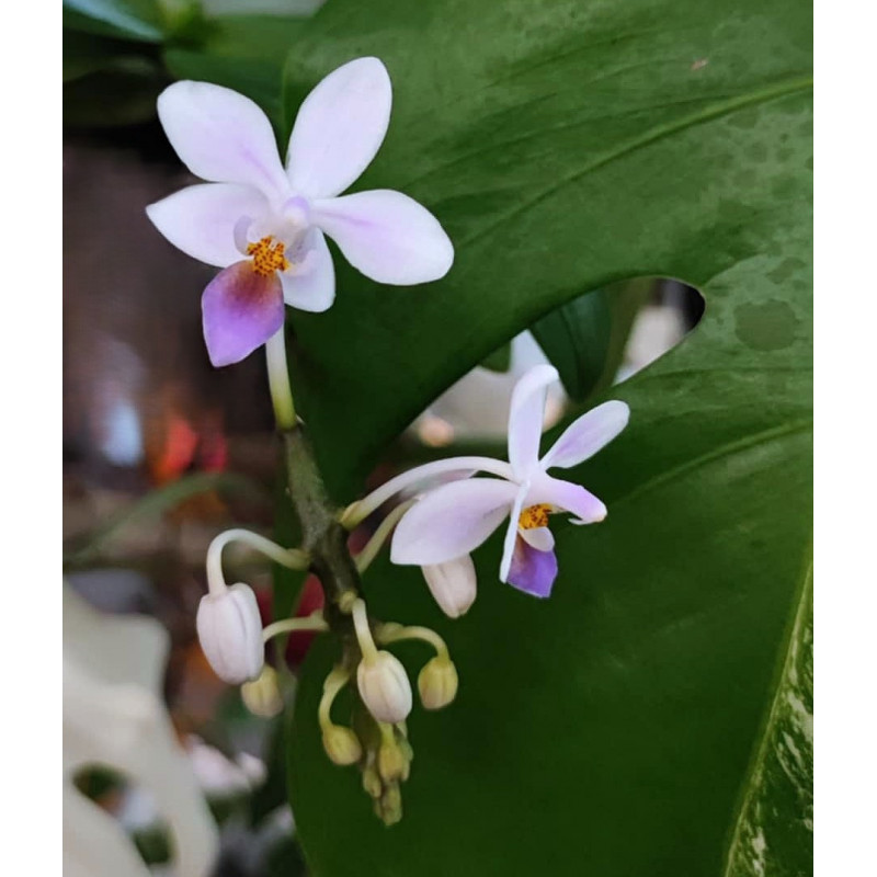 Phalaenopsis equestris coerulea