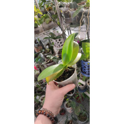 Phalaenopsis equestris coerulea