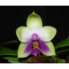 Phalaenopsis bellina coerulea