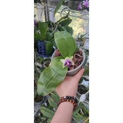 Phalaenopsis bellina coerulea