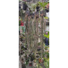 paraphalaenopsis labukensis -  - 65 - 80cm