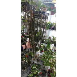 paraphalaenopsis labukensis -  - 65 - 80cm