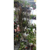 paraphalaenopsis labukensis -  - 65 - 80cm