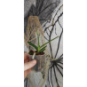 vanda testacea