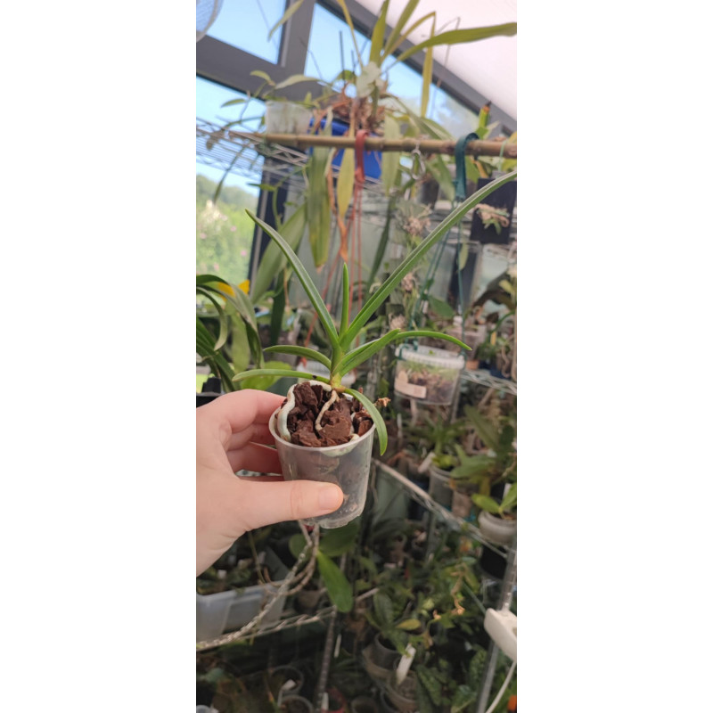 vanda cristata x paraphalaenopsis labukensis