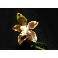 phalaenopsis viridis