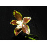 phalaenopsis viridis