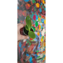 phalaenopsis viridis