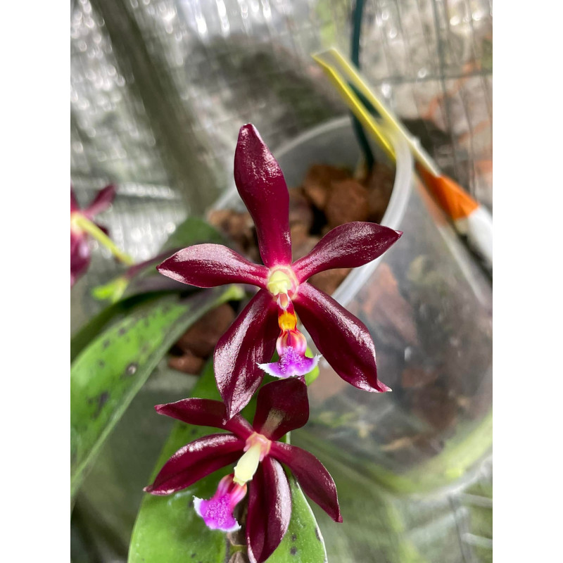phalaenopsis speciosa x mannii black