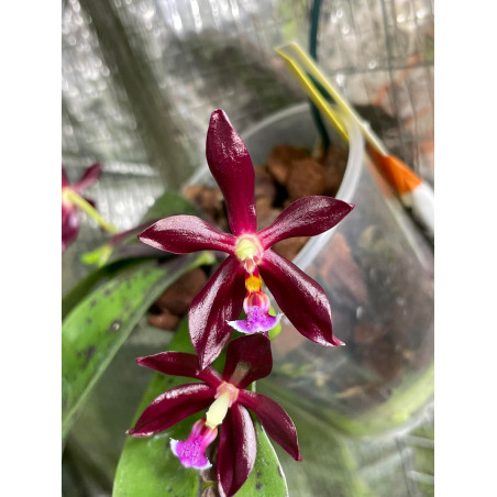 phalaenopsis speciosa x mannii black