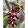 phalaenopsis speciosa x mannii black