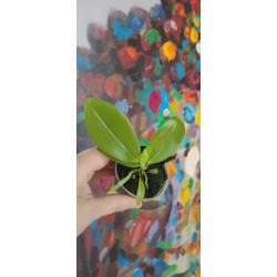 phalaenopsis speciosa x mannii black