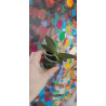 phalaenopsis venosa x pulcherrima - Jim
