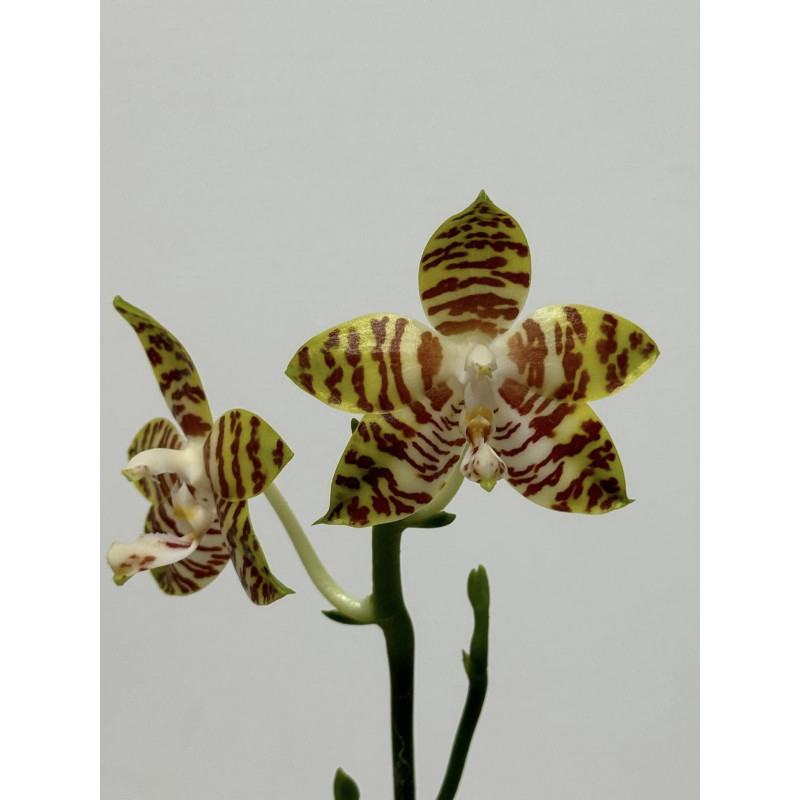 phalaenopsis amboinensis  var flavida