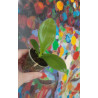 phalaenopsis amboinensis  var flavida