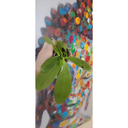 phalaenopsis mannii x mentawaiensis - 2 plants