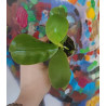 copy of Phalaenopsis penang violacea x samera