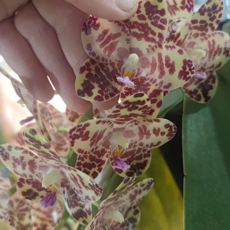 phalaenopsis gigantea