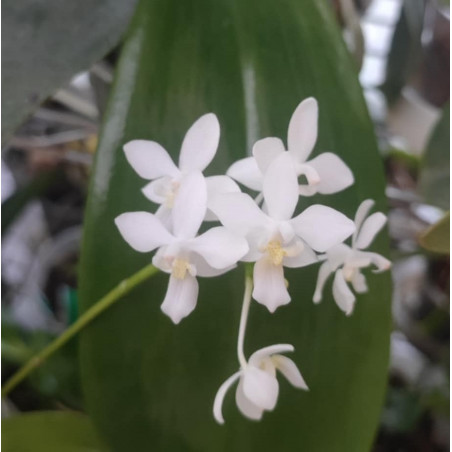 Phalaenopsis equestris alba
