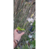 Phalaenopsis equestris alba