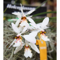 holcoglossum wangii