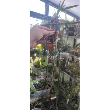 holcoglossum wangii