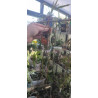 holcoglossum wangii