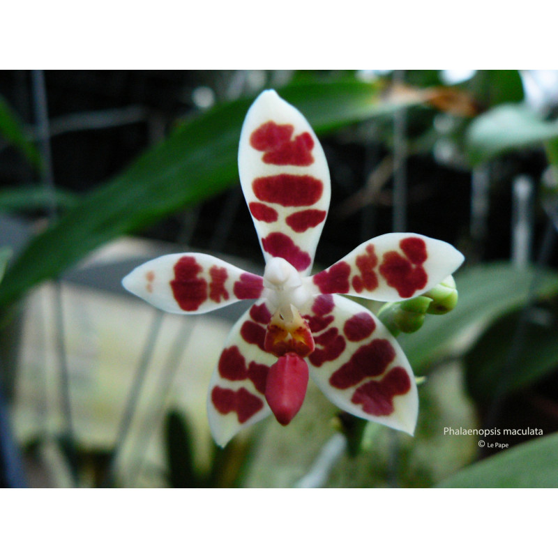 phalaenopsis maculata