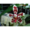 phalaenopsis maculata