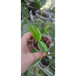 phalaenopsis maculata