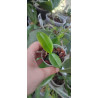 phalaenopsis maculata