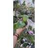phalaenopsis miki pure love red king