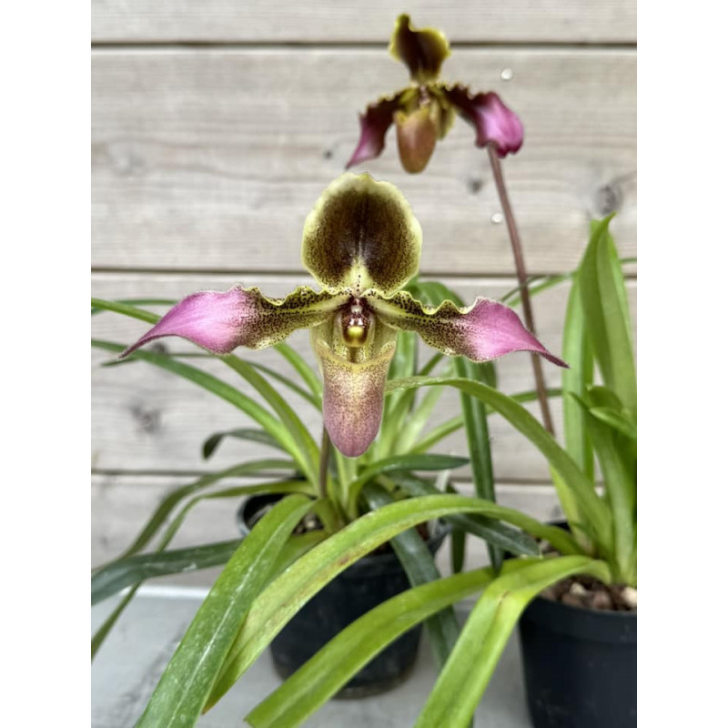 Paphiopedilum hirsutissimum var esquirolei
