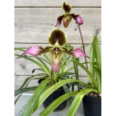 Paphiopedilum hirsutissimum var esquirolei