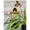 Paphiopedilum hirsutissimum var esquirolei