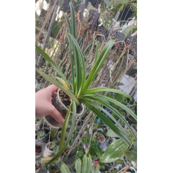 Paphiopedilum hirsutissimum var esquirolei