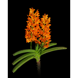 ascocentrum garayi - 4 plantes
