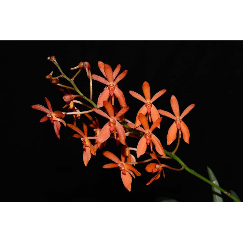 Vanda falcata × Renanthera imschootiana