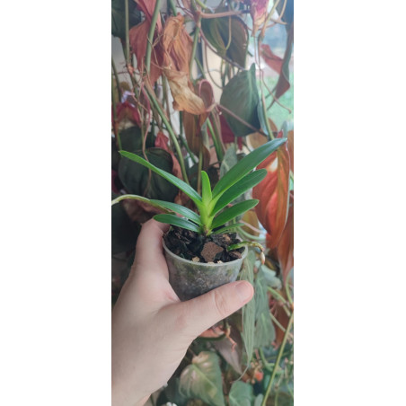 Vanda falcata x Renanthera imschootiana