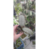 phalaenopsis schilleriana