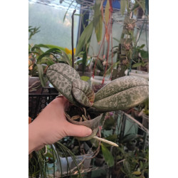 phalaenopsis schilleriana