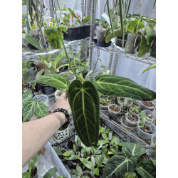 anthurium warocqueanum