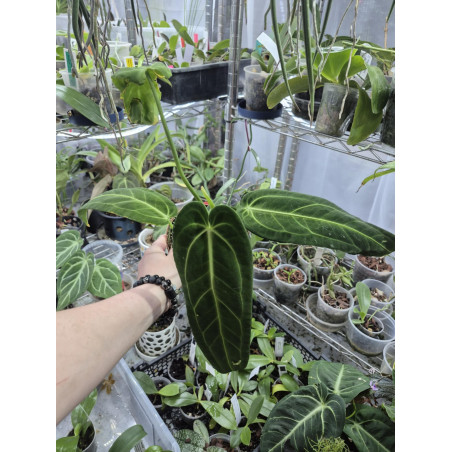 anthurium warocqueanum